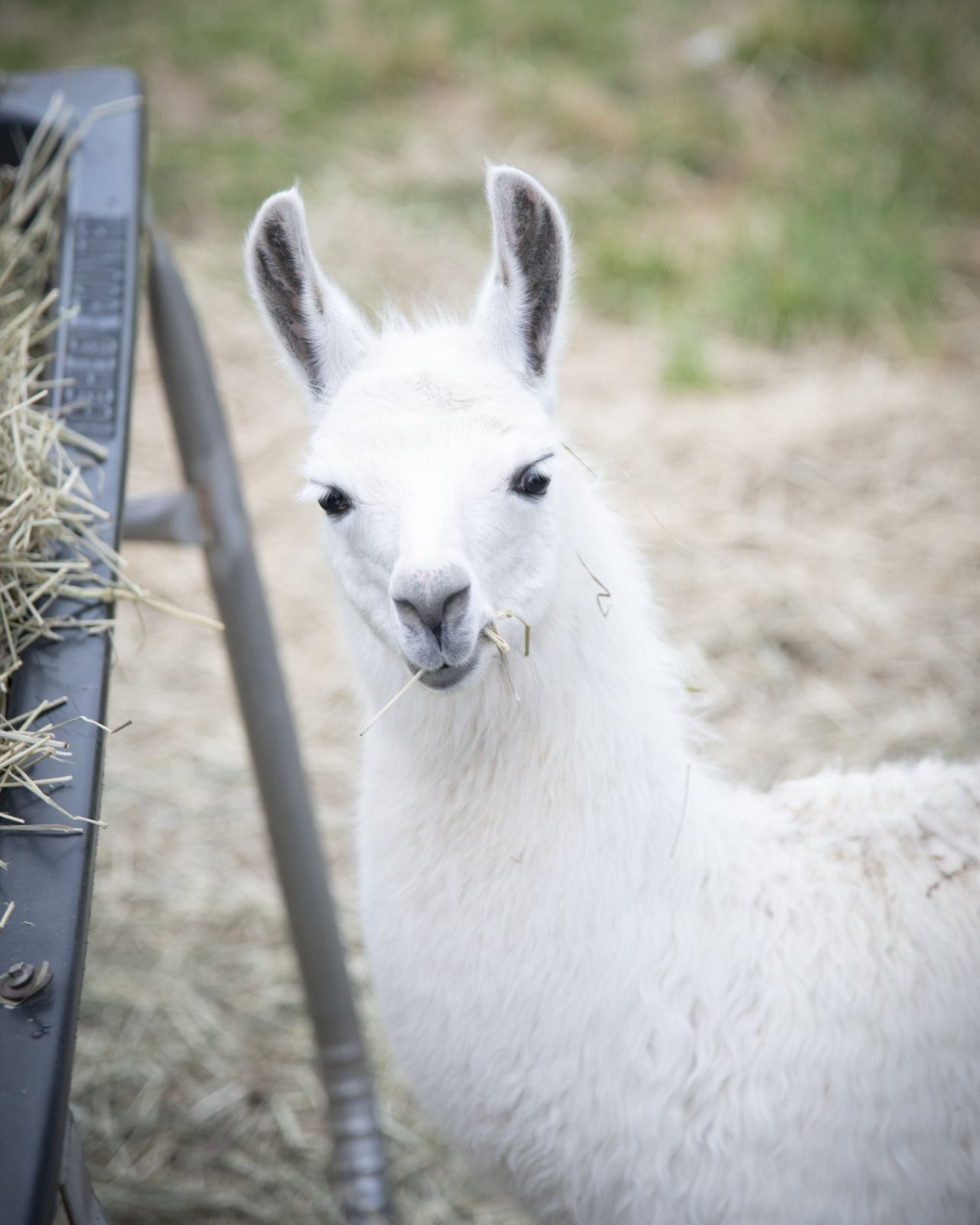 Grant's Farm llama
